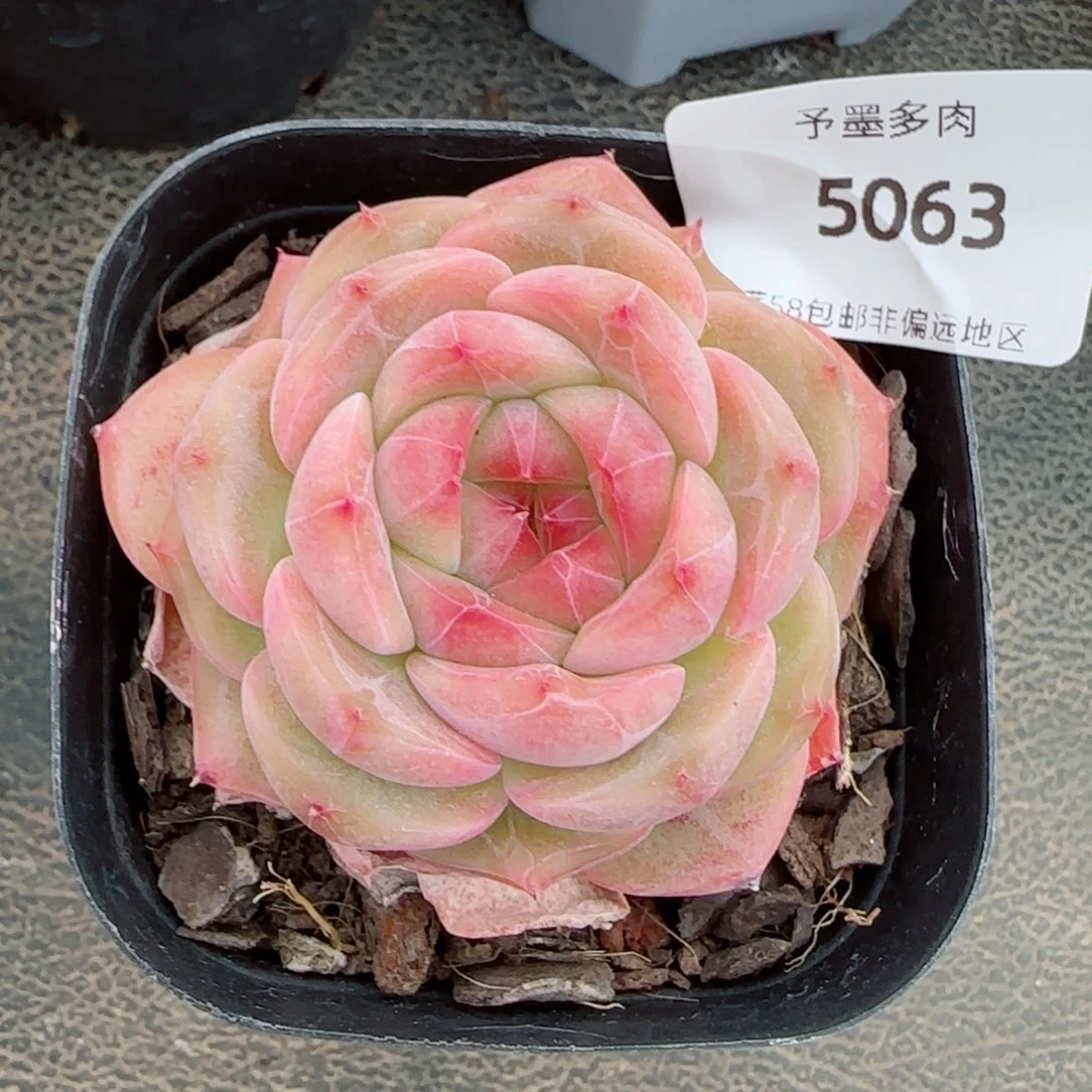 孤品溏心，5063多肉