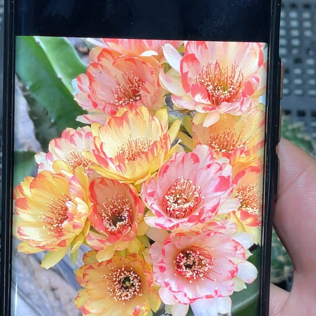 丽花 艾拉侧芽 歪 满20包邮3公分以上