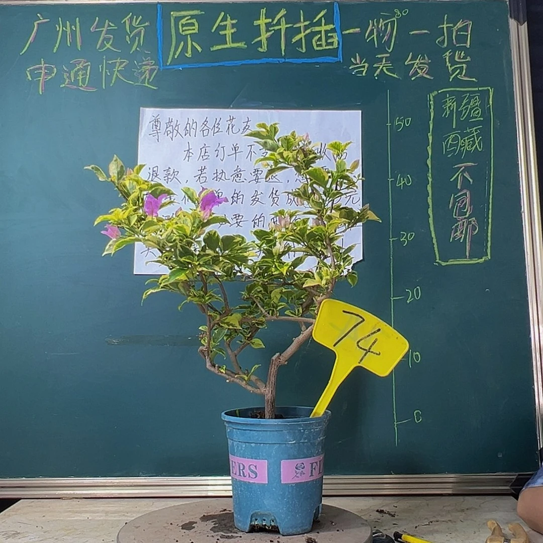 当前无花栽培后可以开花金边浅紫 74