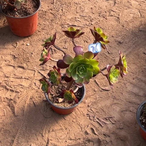 3***5716多肉植物组合，