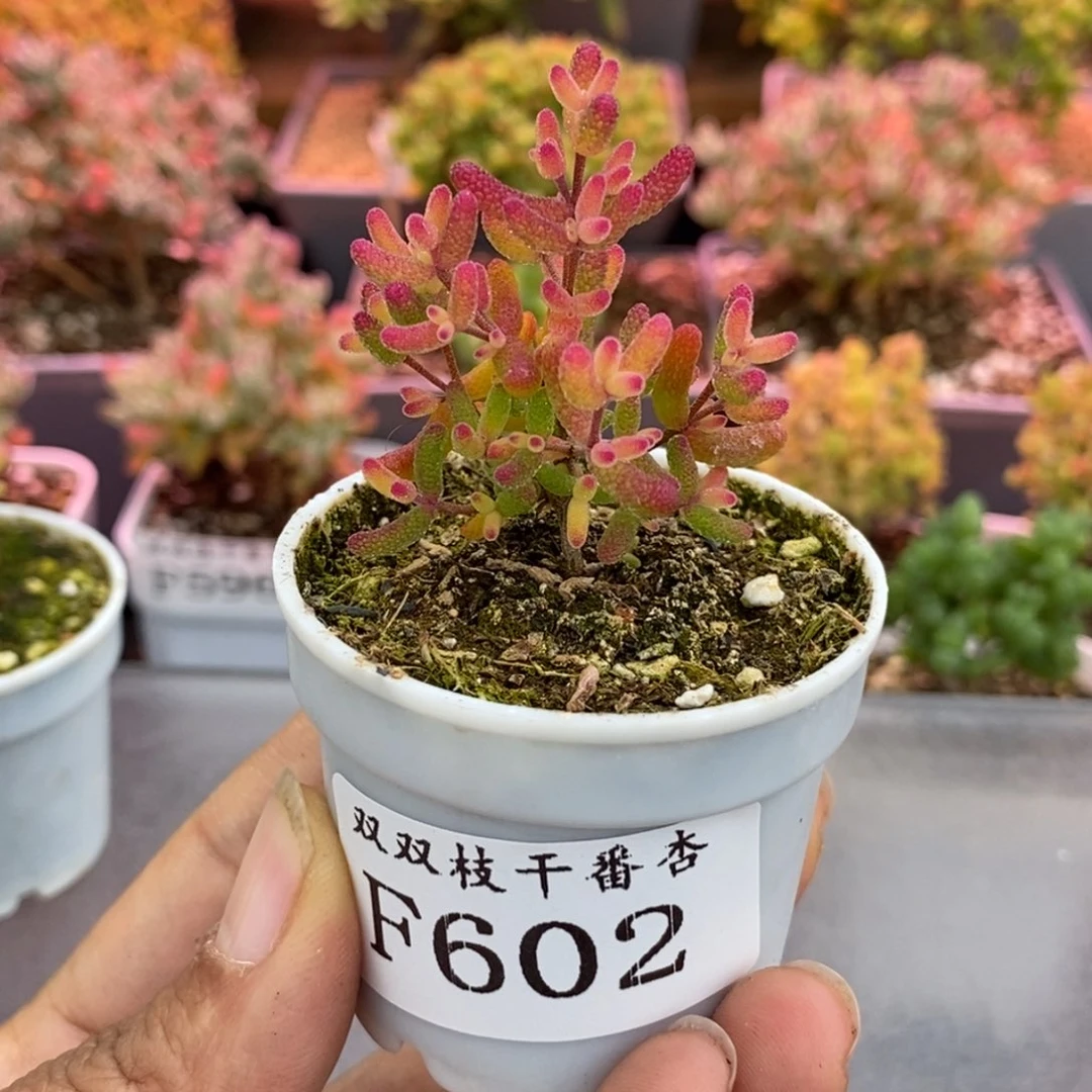 602糖球粉锦。