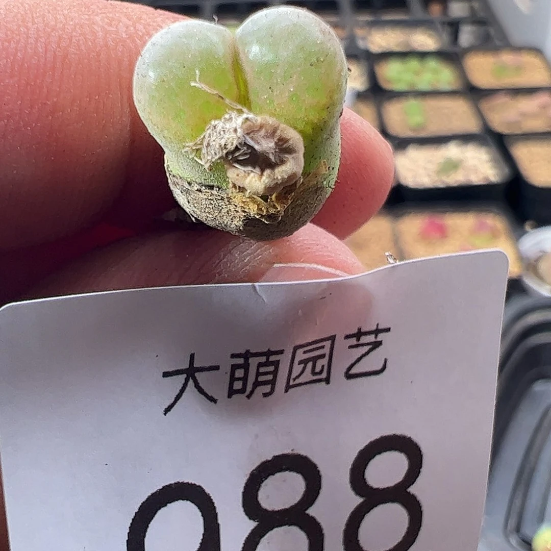 0000988 一物一拍温莎城堡