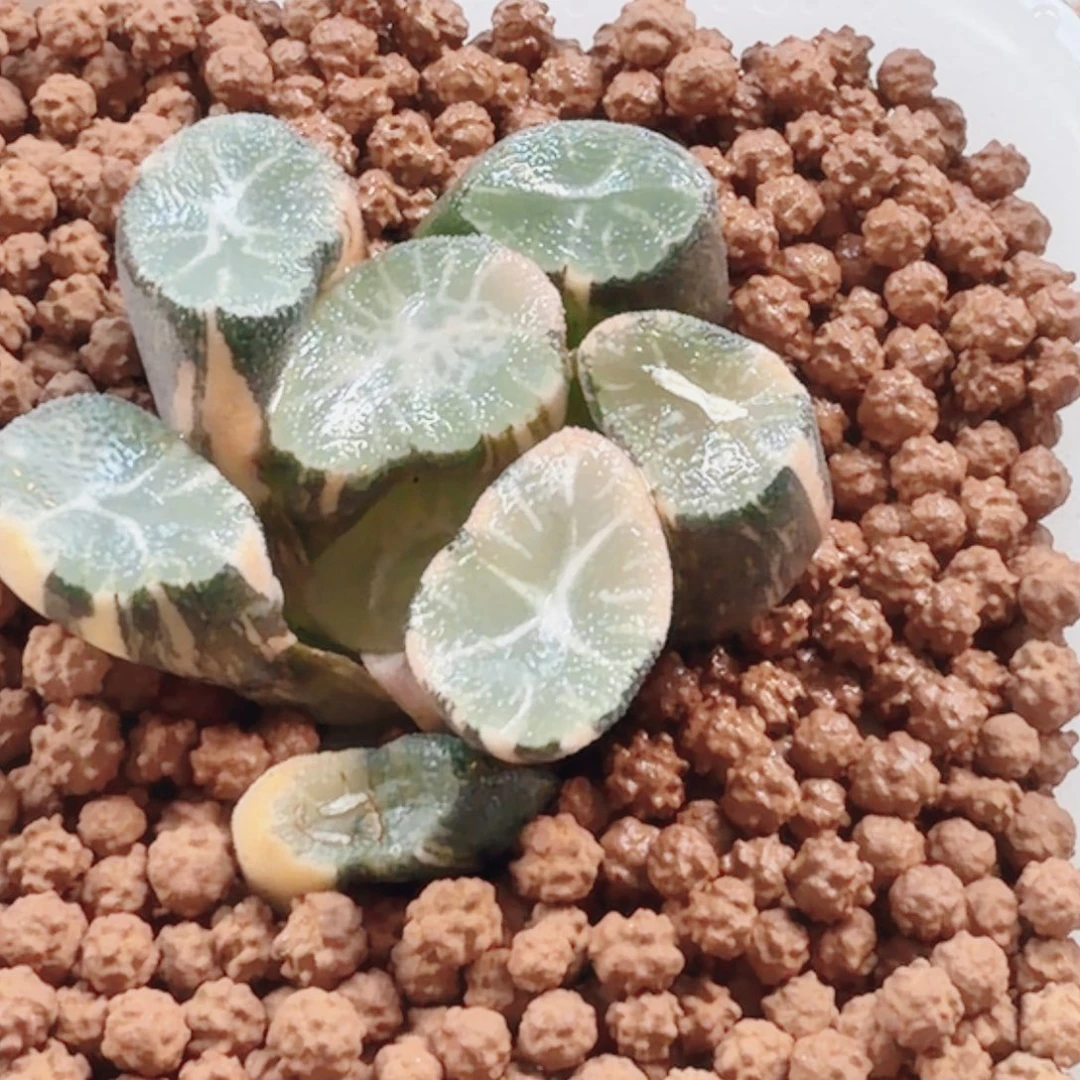 十二卷实生万象锦福利