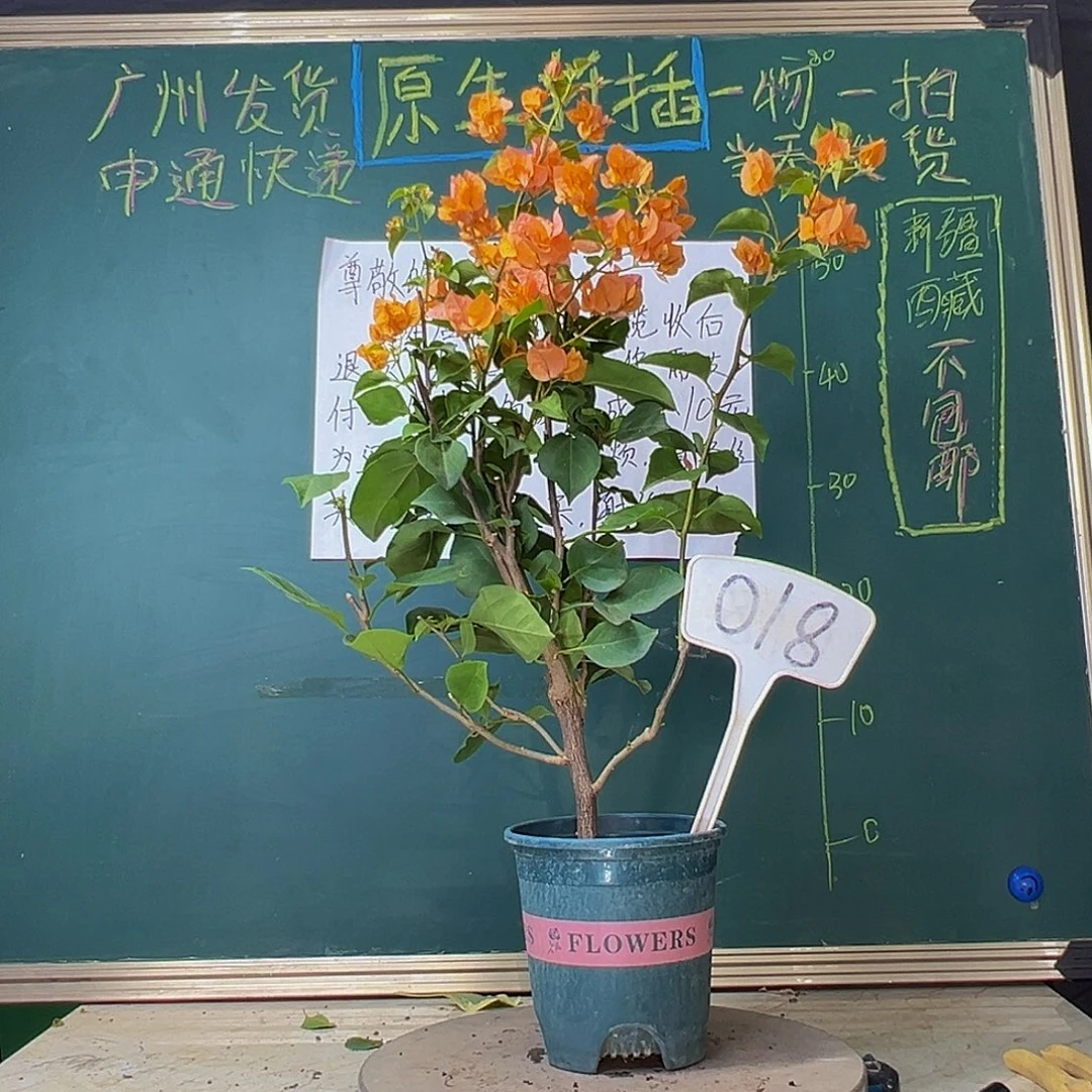 当前无花栽培后可以开花绿叶橙018
