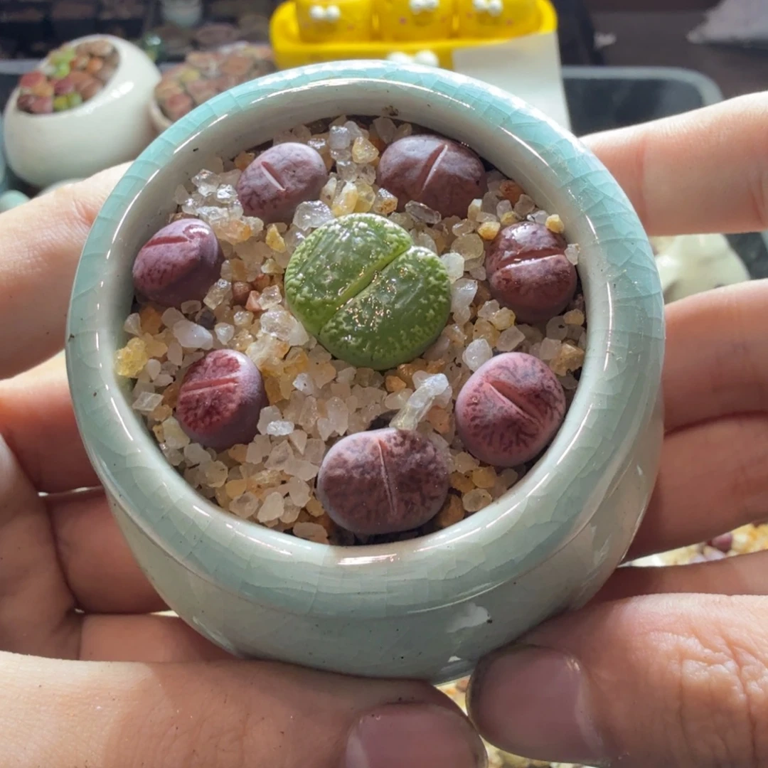 多肉葡萄的味道真的527