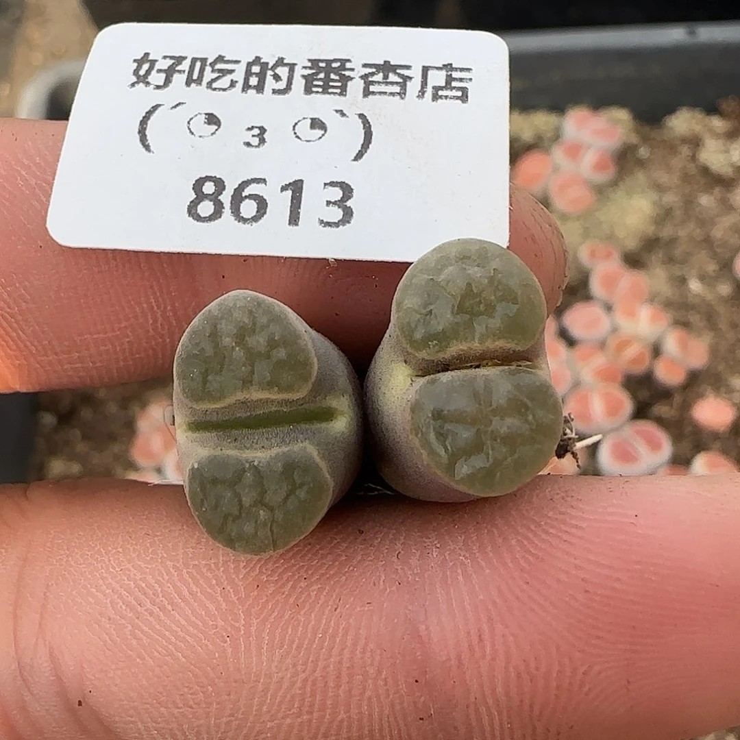 8613。雪花磁铁。。。。。。。