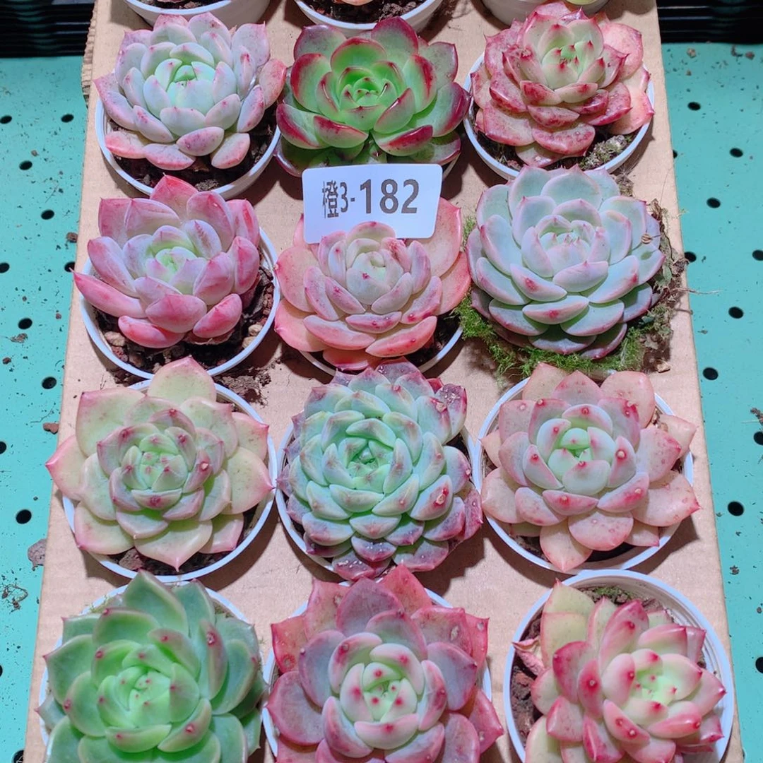 3-182一物一拍多肉带盆18颗