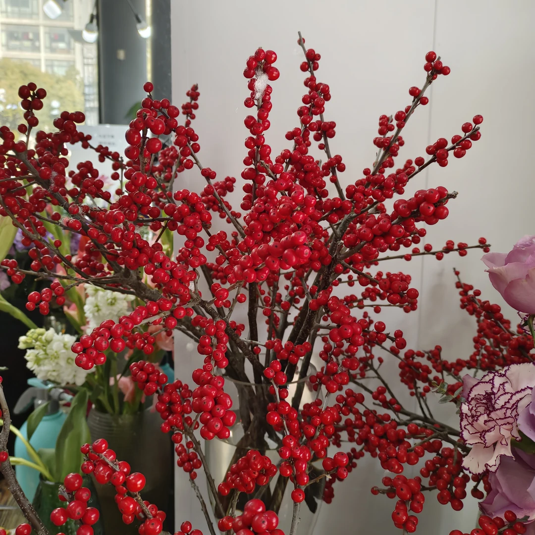 1支冬青（收到货打开包装掉果子正常的）家庭插花