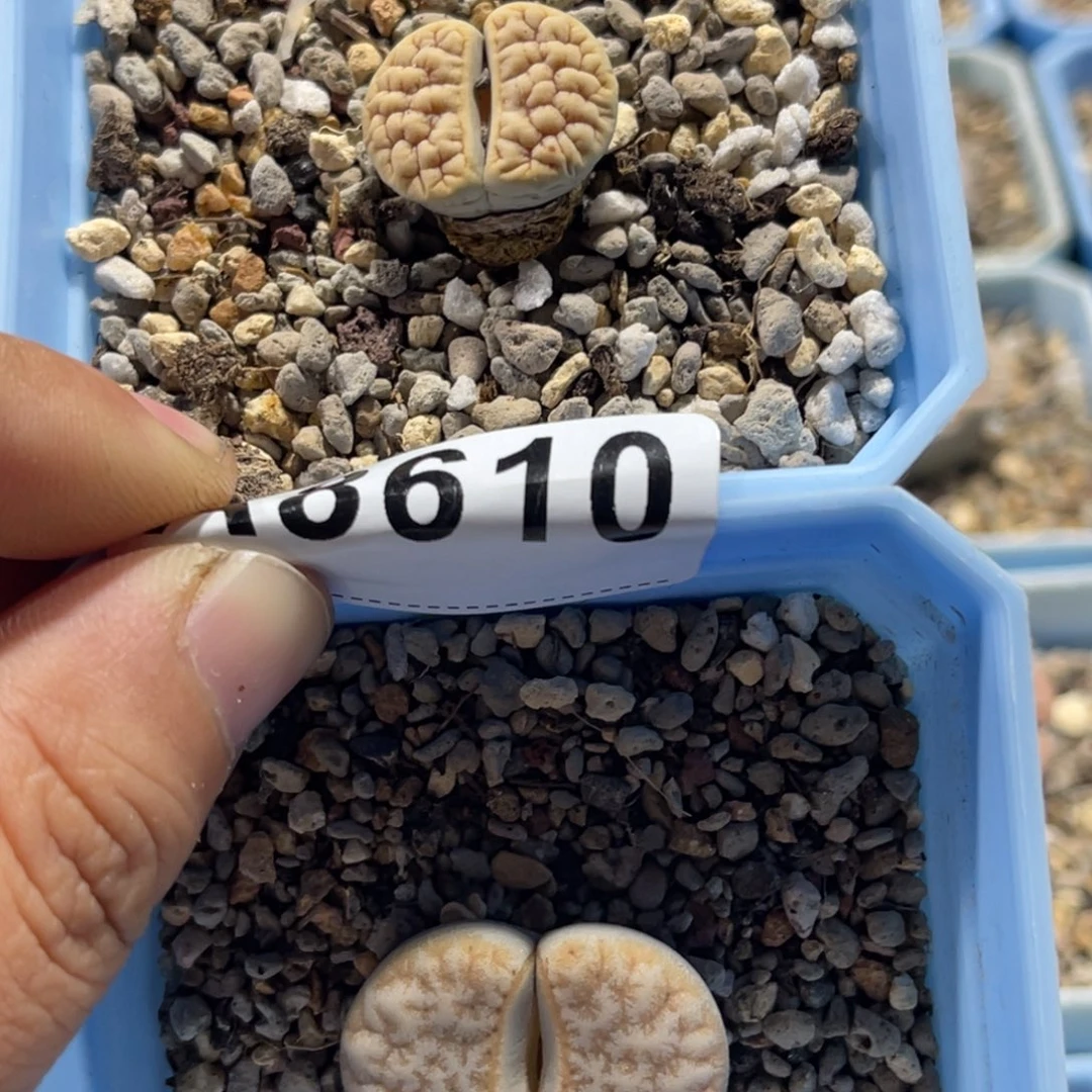 C***y8610荒2上8下10专拍