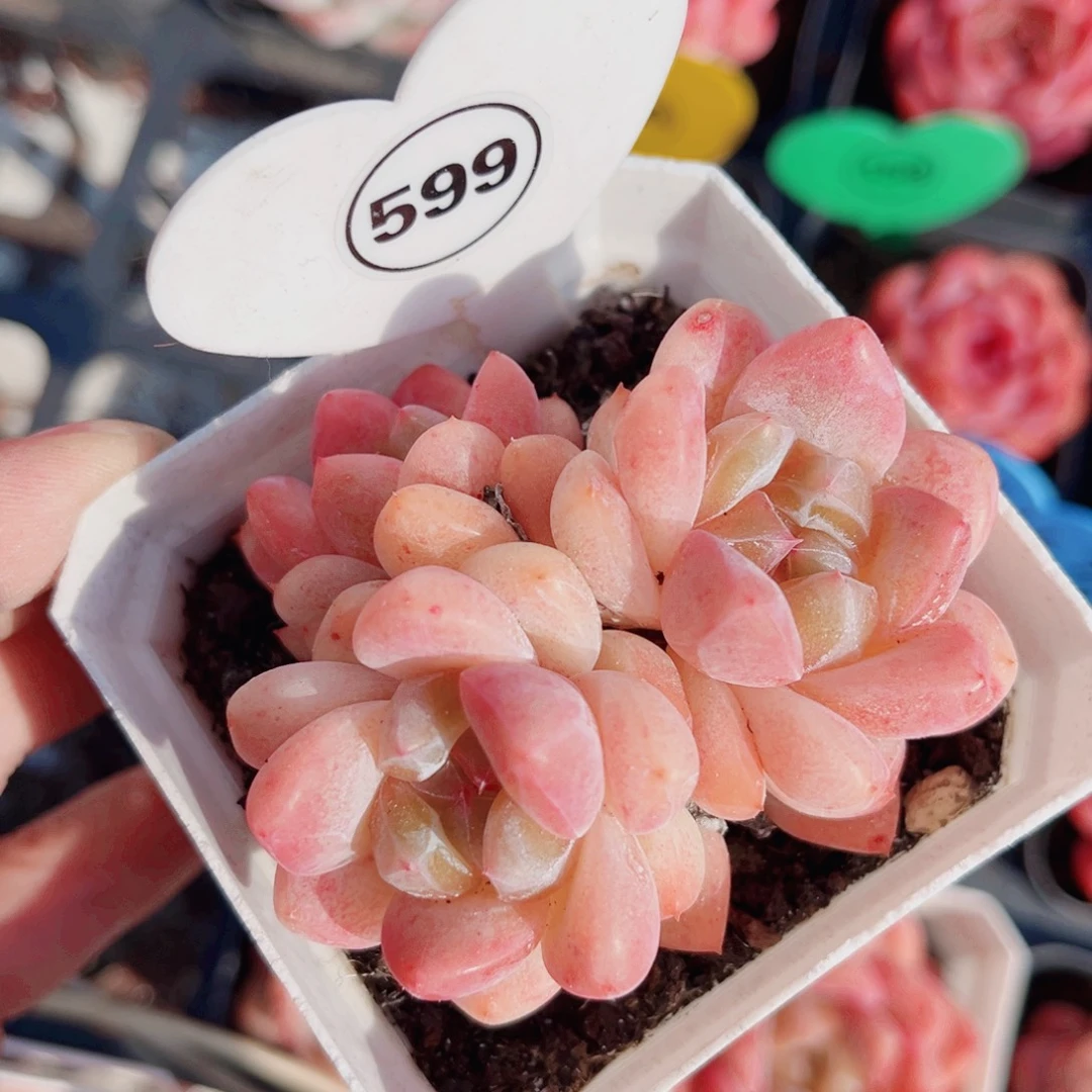 599号小老桩糖心群