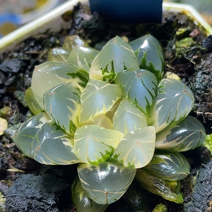 773北极之光锦特选福利