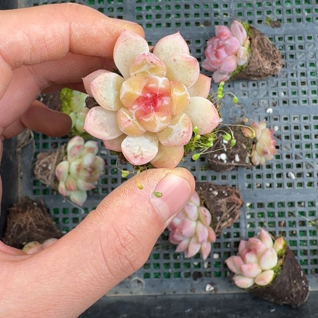 多肉一物一拍13-207