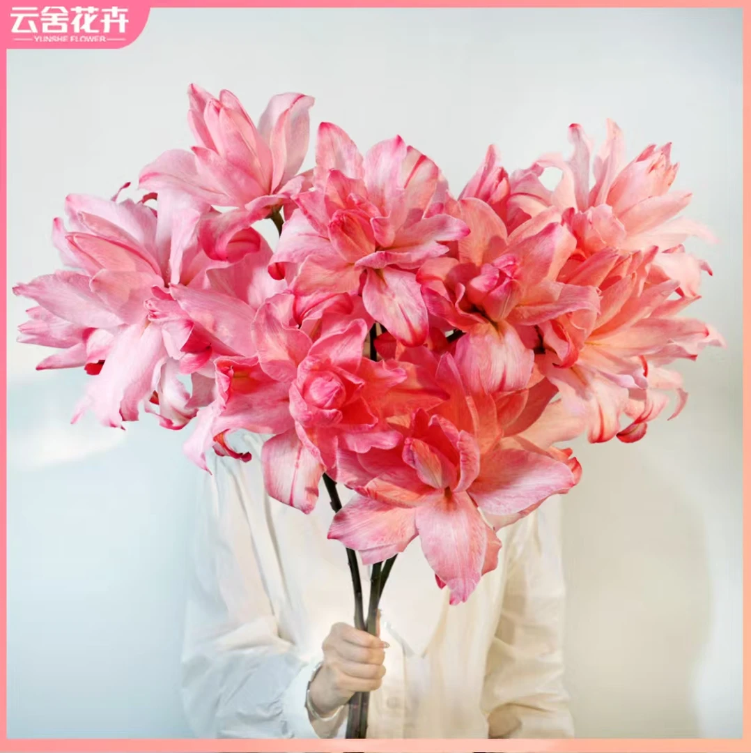 云舍花卉布朗尼吸色百合云南昆明基地直发水培花卉室内水养鲜切花