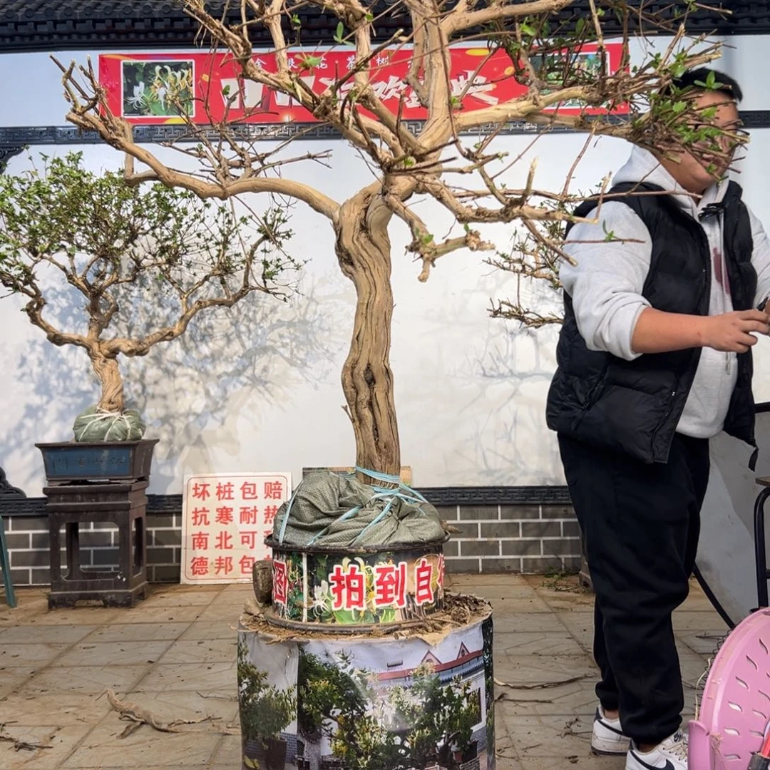 无花朵金银花666669999