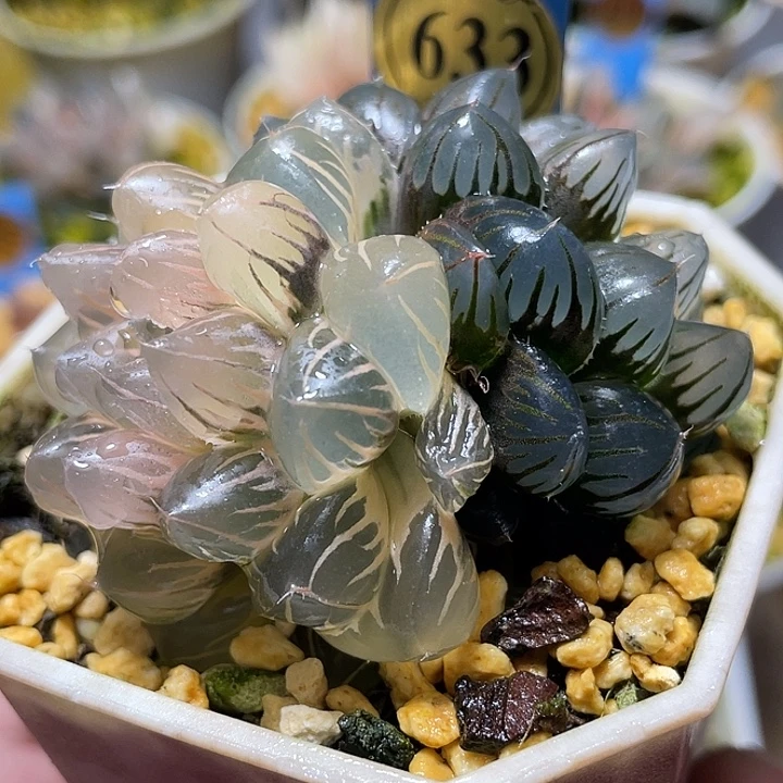 633双头登顶糊斑水中月锦