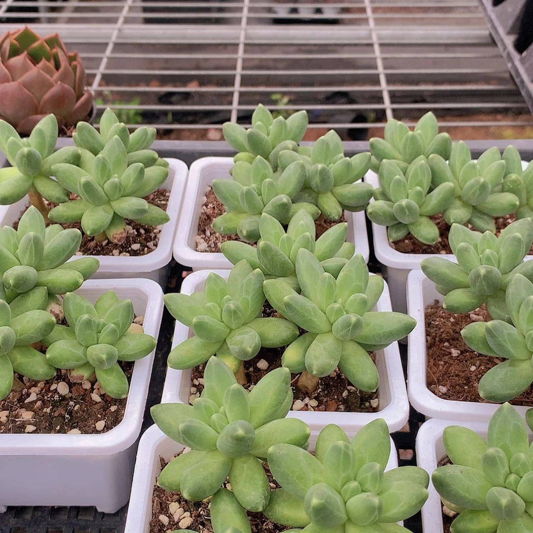 优选千代甜3567889999900