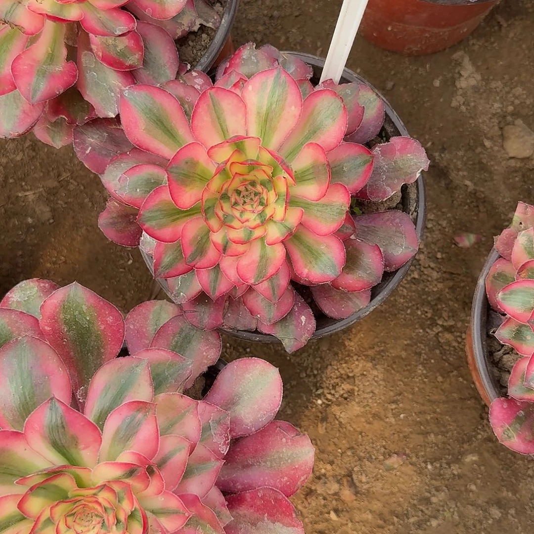 4102爱丽丝多肉法师