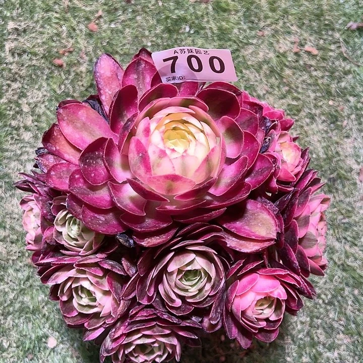 无花朵明**后700荔枝多肉植物
