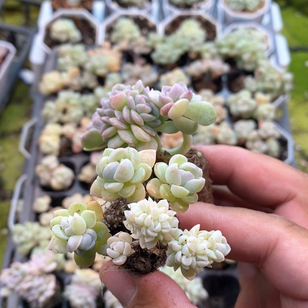 可*兔可乐兔两个奶油美人