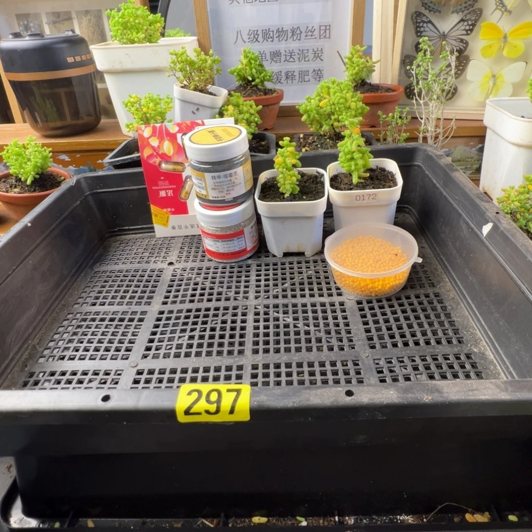 枝干番杏多肉植物297