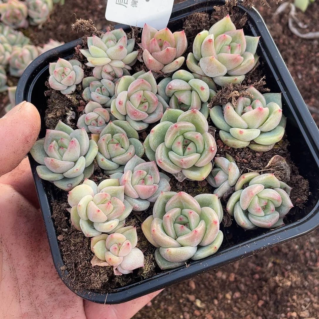 木*果珍妮113一物一拍073