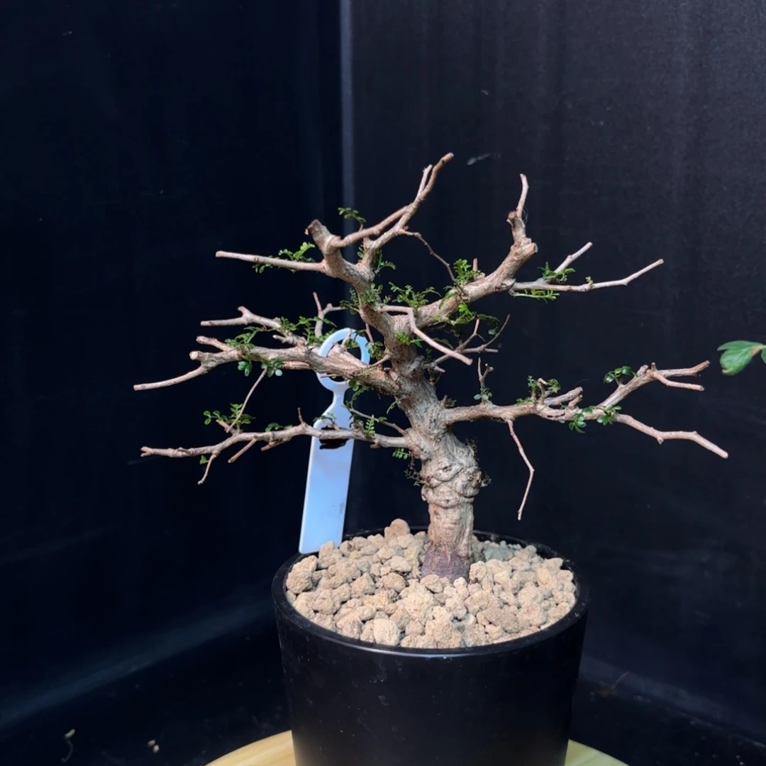 象足漆树带盆发货