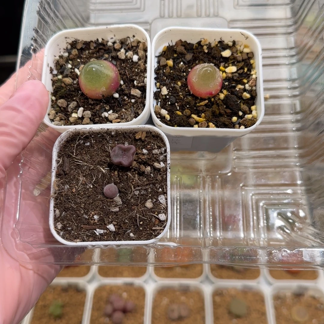 往***梦肉锥多肉植物组合-649