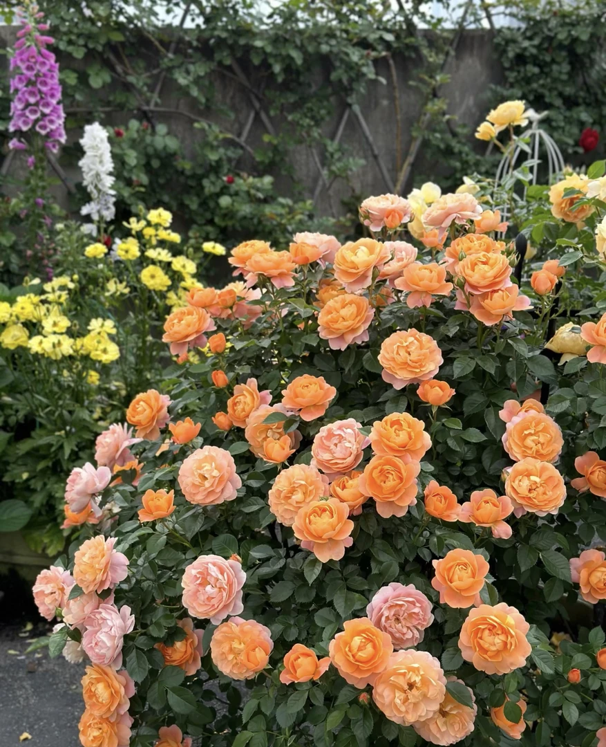 【果汁阳台】180盆月季  原盆原土带花苞发货  阳台庭院盆栽 多季节