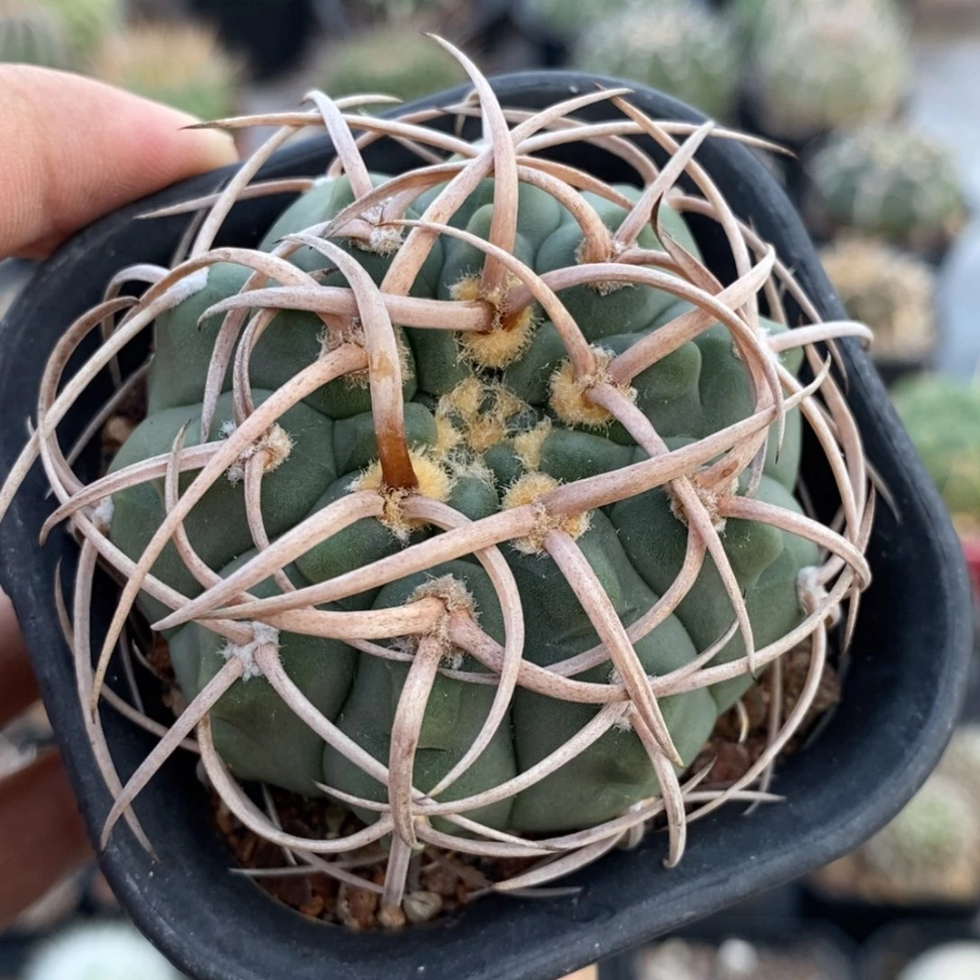 植播园艺优选碧光玉