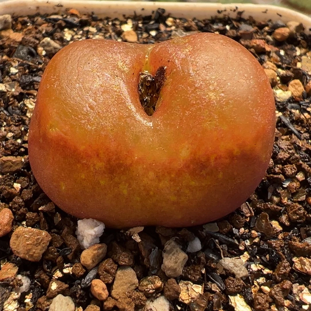 水蜜桃多肉植物盆栽栽培