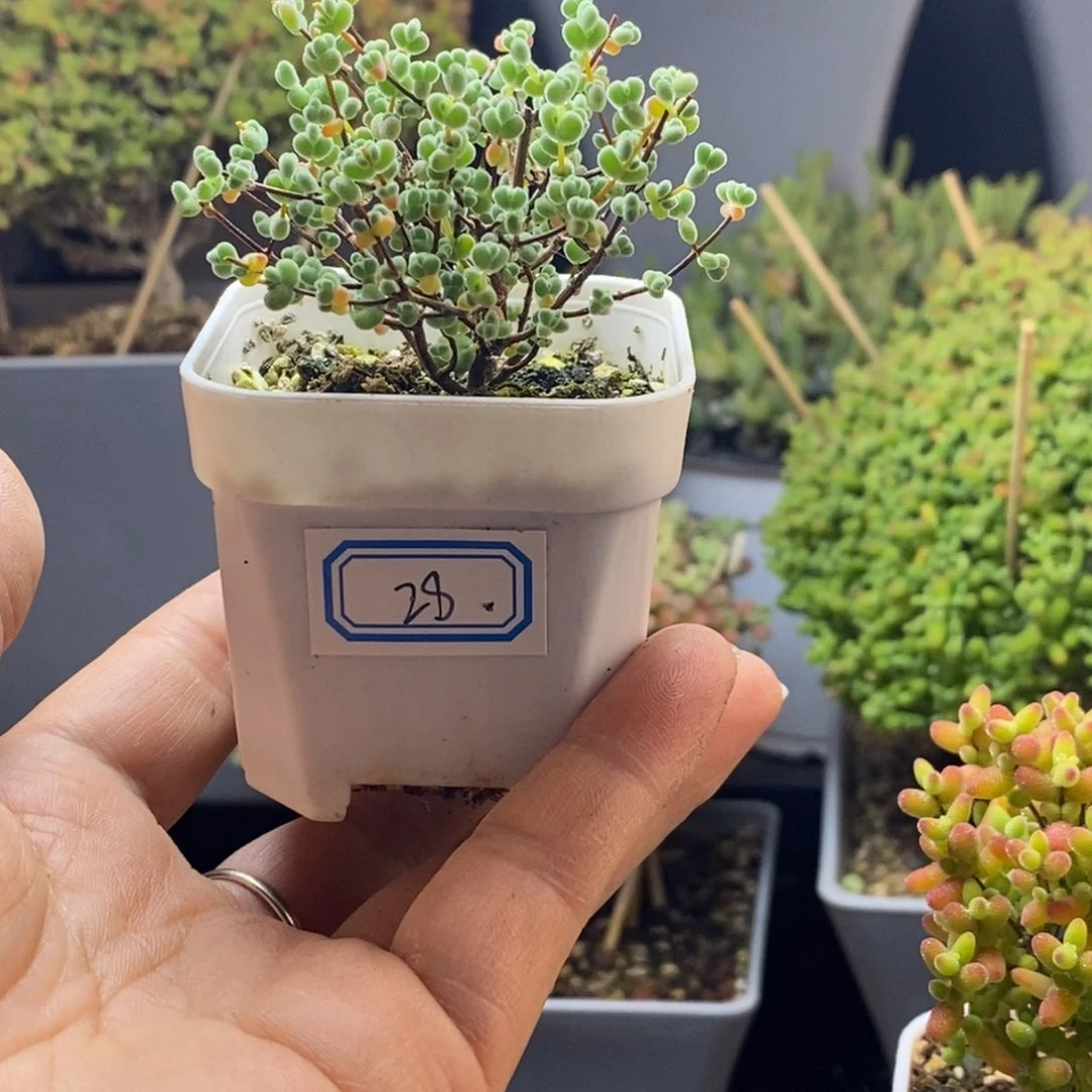 完全开放28号小米粒（5cm）