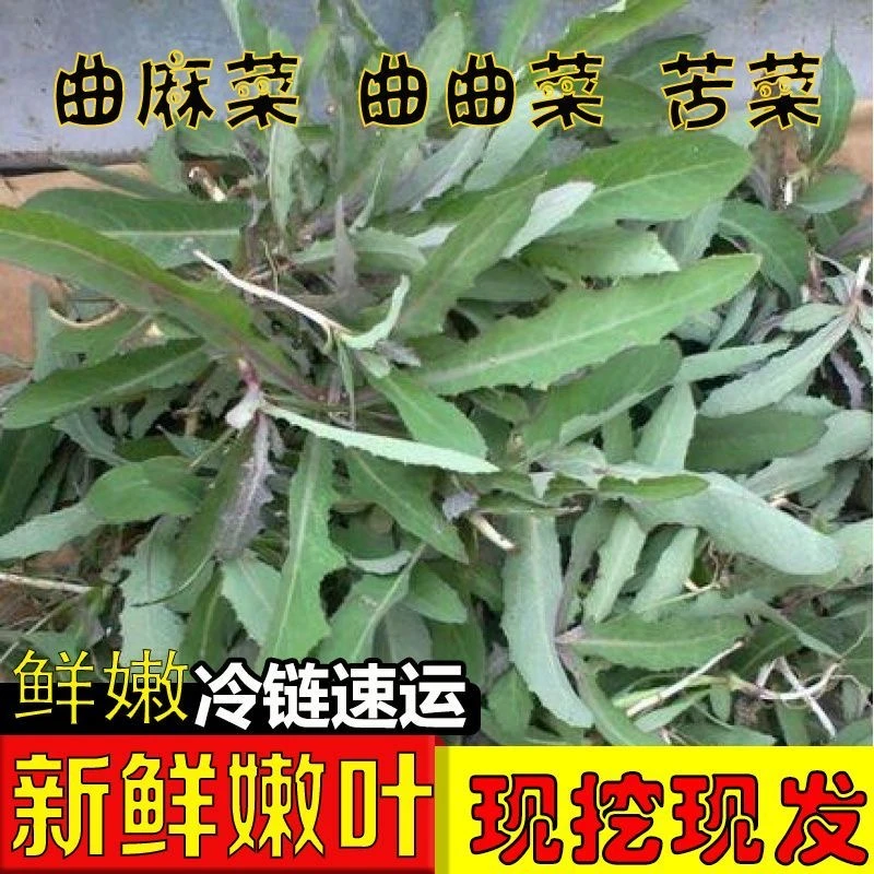 【生鲜冷链】农家妈妈现摘现发3斤新鲜野生苦麻菜曲麻菜野菜曲曲菜