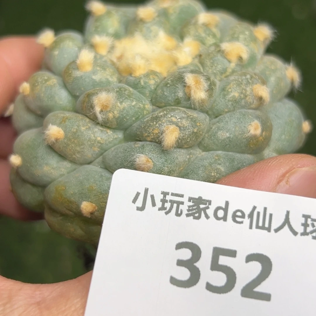 352 仙人球的海鲜