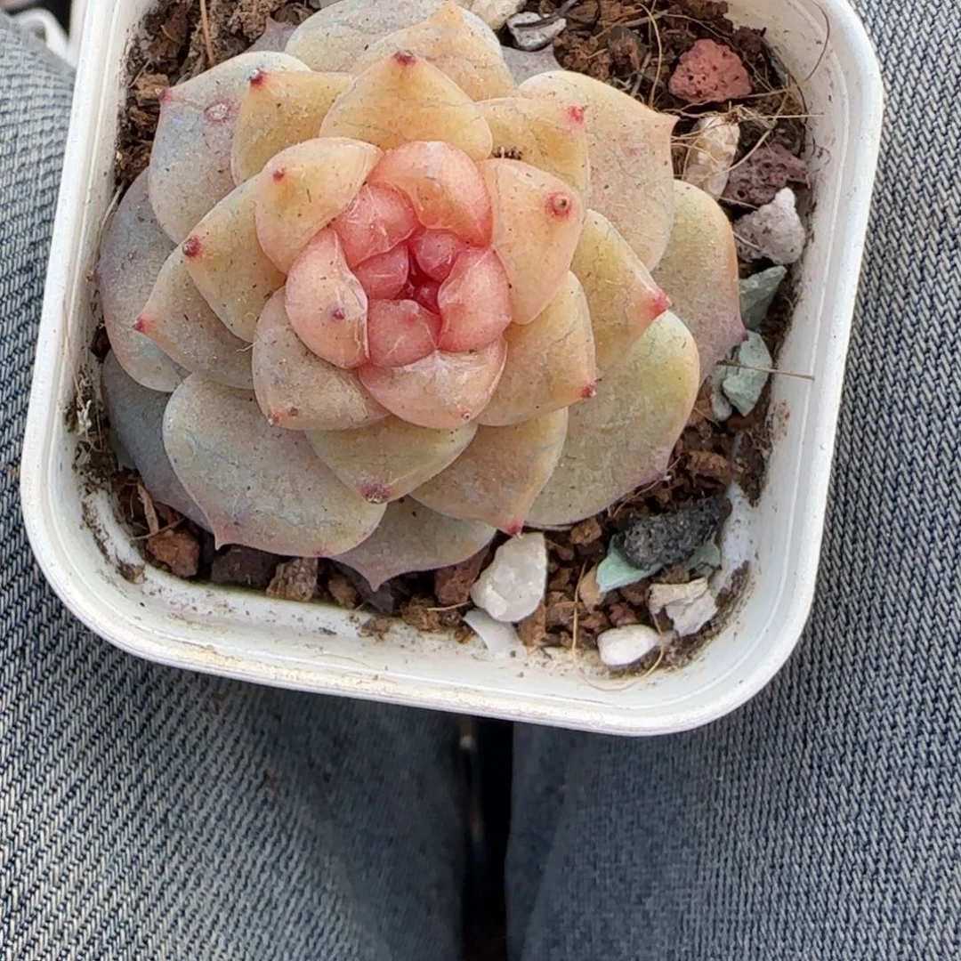 多肉小卡拉米糖心一物一拍