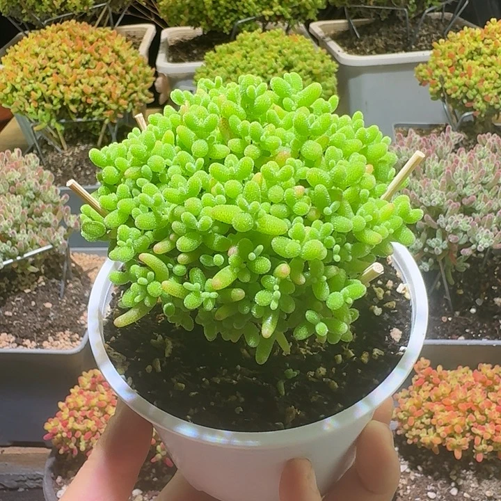 无花朵蜜桔糖球枝干番杏072