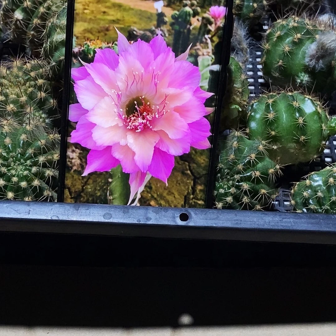 丽 极光 /侧芽歪20包邮/4–5公分 刺顶歪