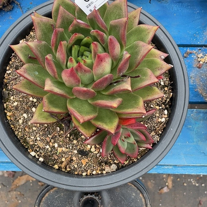 若如东云单拍C942