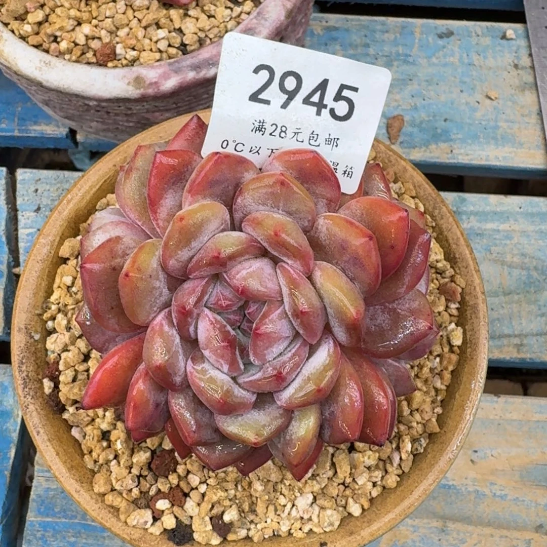 K****辰2945石榴籽星影9-10cm