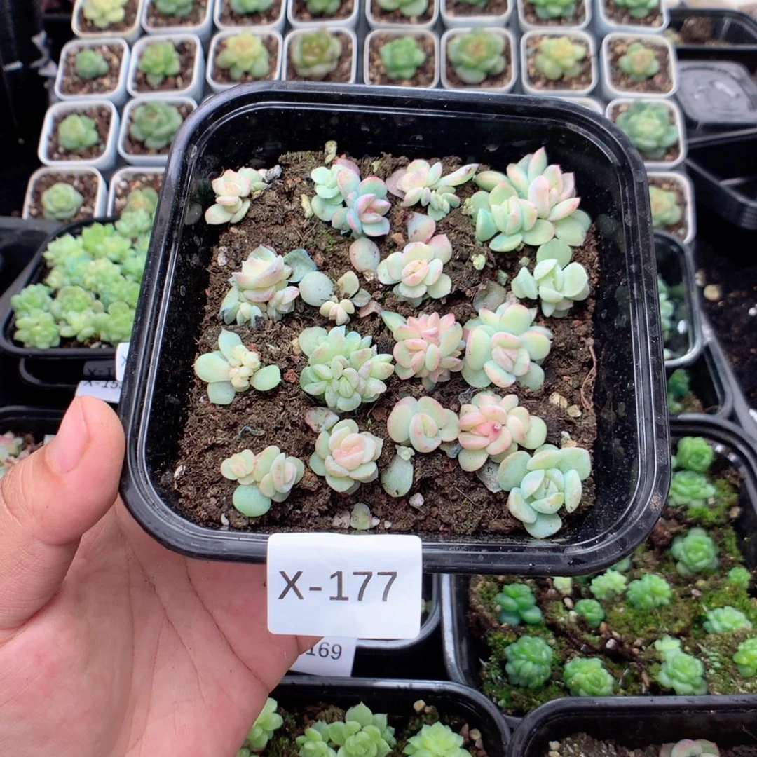无花朵X177英语英语