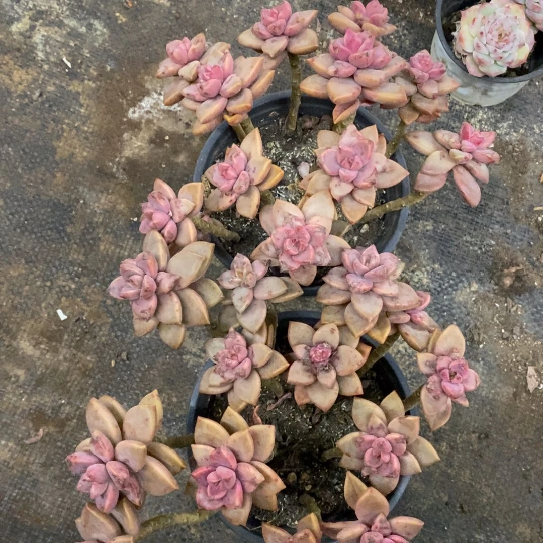 姬胧月散装带盆土两盆