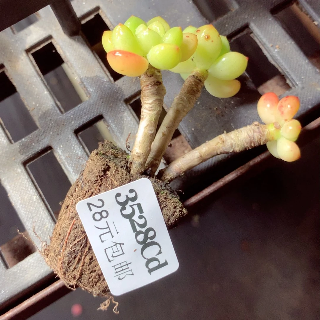 5厘米盆精控多肉3528