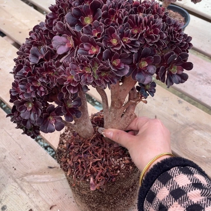 多肉都会变成黑糖啊喂