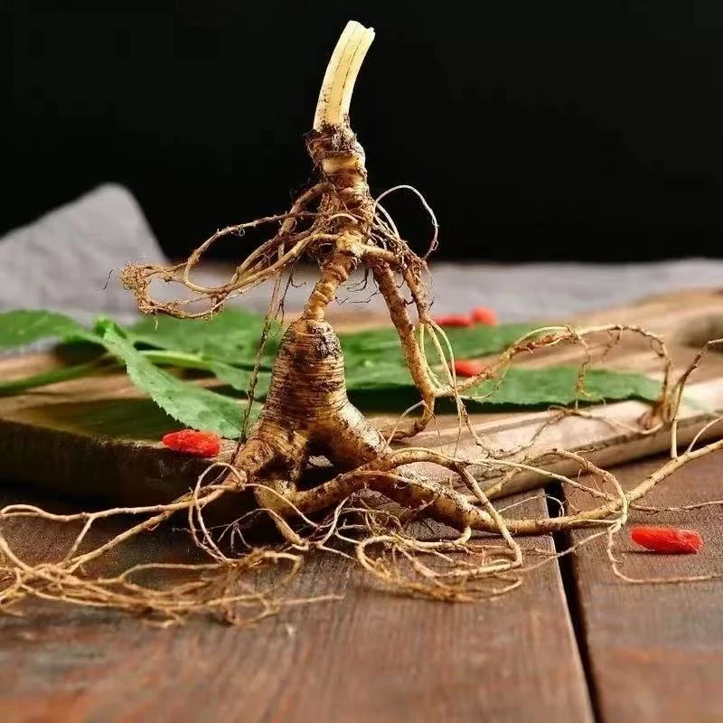 长白山林下山参可煮水煲汤泡茶泡酒