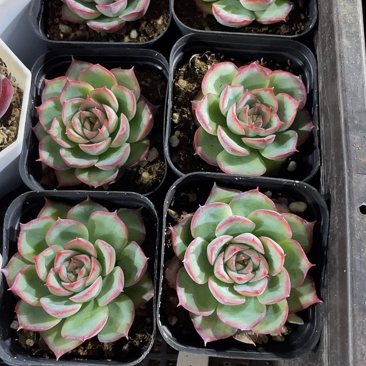 侧影2.8带盆土发货