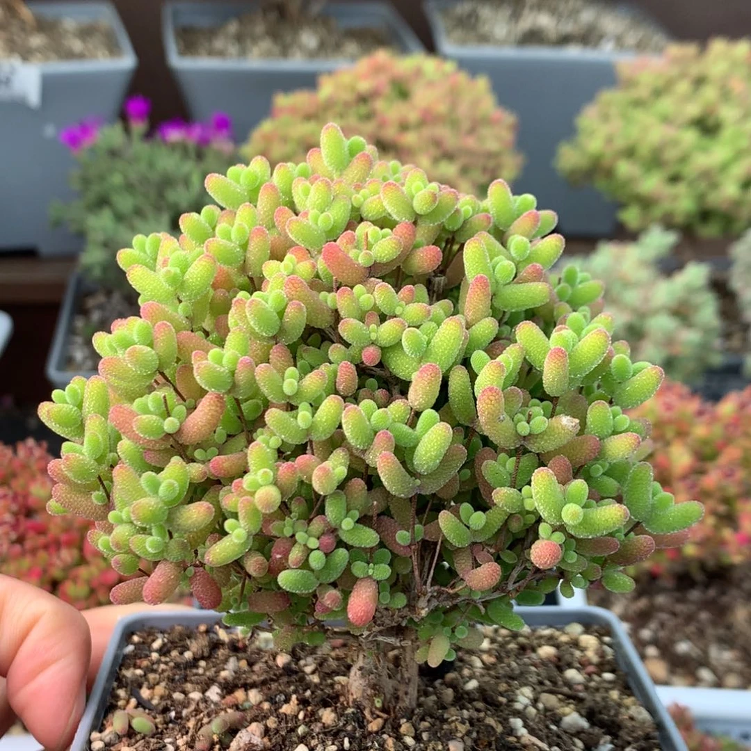 151蜜橘糖球 。