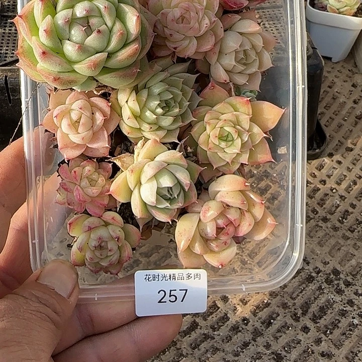 花时光精品多肉257