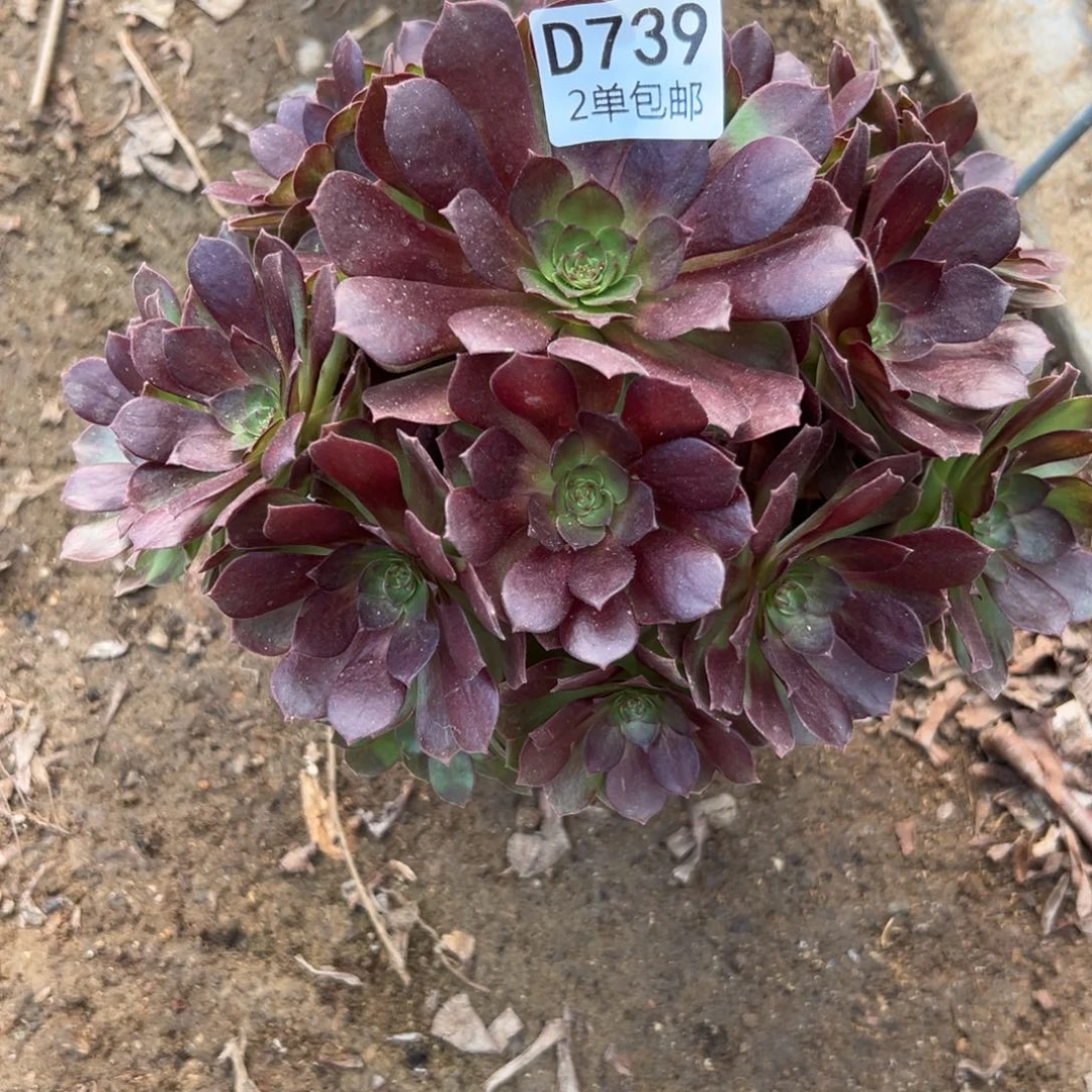 739多肉 赤焰连不包断头