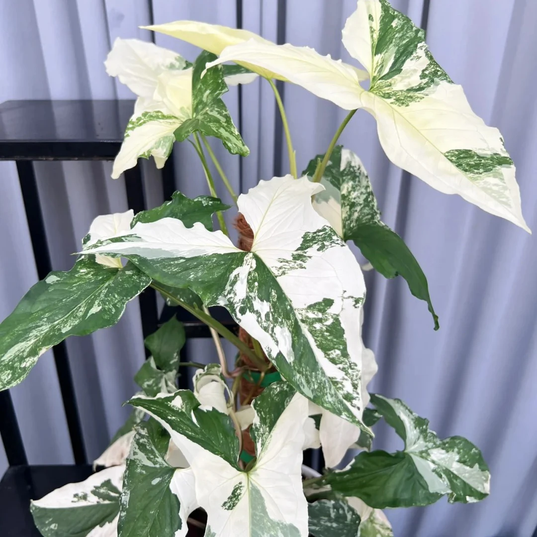 白锦合果芋绒叶盆栽室内耐阴观叶绿植