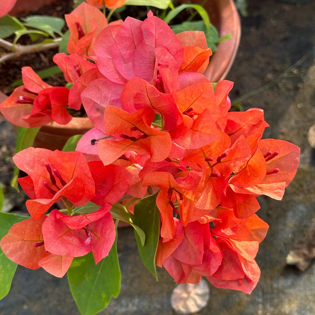 一物一拍，所见即所得三角梅