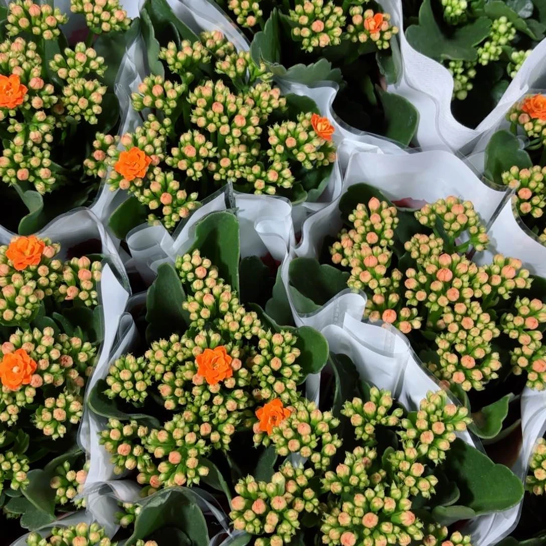 安妮斯长寿花一颗110盆径